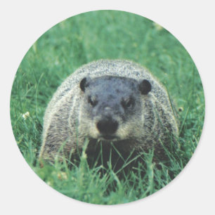 フィルGroundhog ラウンドシール