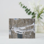 フィレンツェPiazza della Signoriaのダビデ ポストカード (スタンド正面)