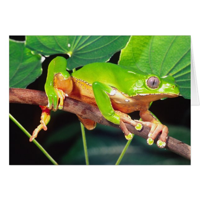 フィロメドゥーサの巨大な二色猿のツリーフロッグ (正面横)