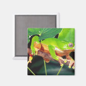 フィロメドゥーサの巨大な二色猿のツリーフロッグ マグネット (正面/裏面)