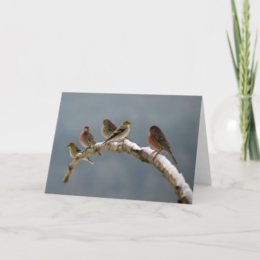 フィンチのクリスマスカード シーズンカード (正面)