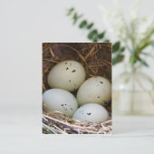 フィンチの卵と巣 ポストカード (スタンド正面)