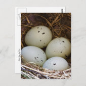 フィンチの卵と巣 ポストカード (正面/裏面)