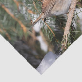 フィンチオンパインブランチ 薄葉紙 (詳細)