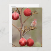 フィンチパーチのまわりにクリスマスオーナメント シーズンポストカード (正面/裏面)