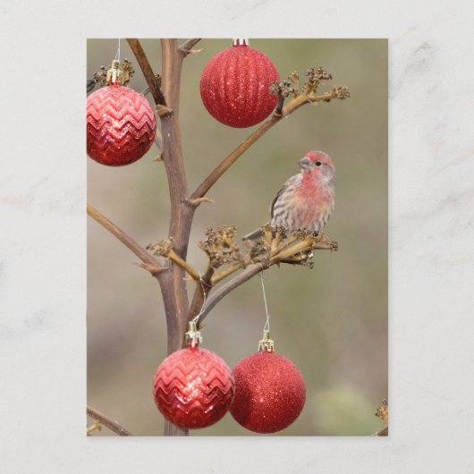 フィンチパーチのまわりにクリスマスオーナメント シーズンポストカード (正面)