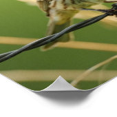 フィンチ食べ物ーの野生の草の種子 ポスター (角)