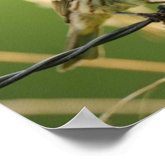 フィンチ食べ物ーの野生の草の種子 ポスター (角)