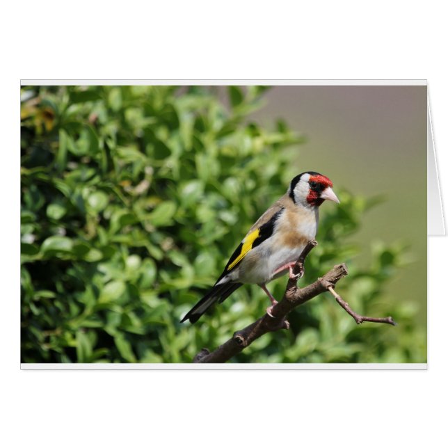 フィンチ (正面横)