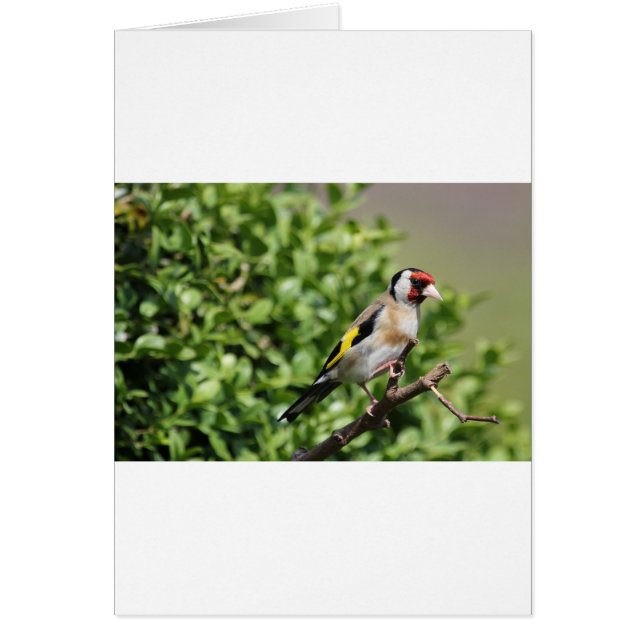 フィンチ (正面)