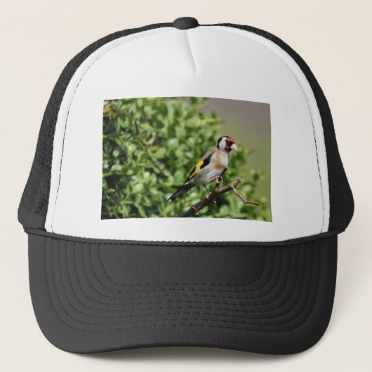 フィンチ キャップ (正面)