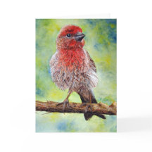 フィンチ、グリーティングカード