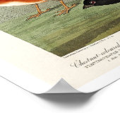 フィンチ、シシキン、バンティング・バイ・オードボン ポスター (角)