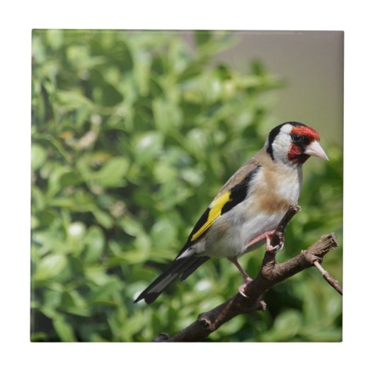 フィンチ タイル (正面)