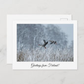 フィンランドからの挨拶自然記念葉書 ポストカード (正面/裏面)