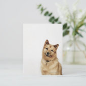 フィンランドのスピッツ犬が微笑むポートレート ポストカード (スタンド正面)