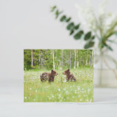 フィンランドのポストカードに2頭の若い茶色のクマ ポストカード (スタンド正面)