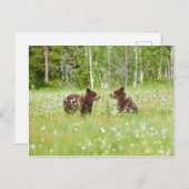 フィンランドのポストカードに2頭の若い茶色のクマ ポストカード (正面/裏面)