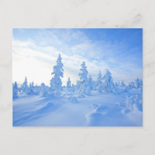 フィンランドのラップランドの雪の木 ポストカード