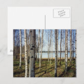 フィンランドの樺の木樹林 ポストカード (正面/裏面)