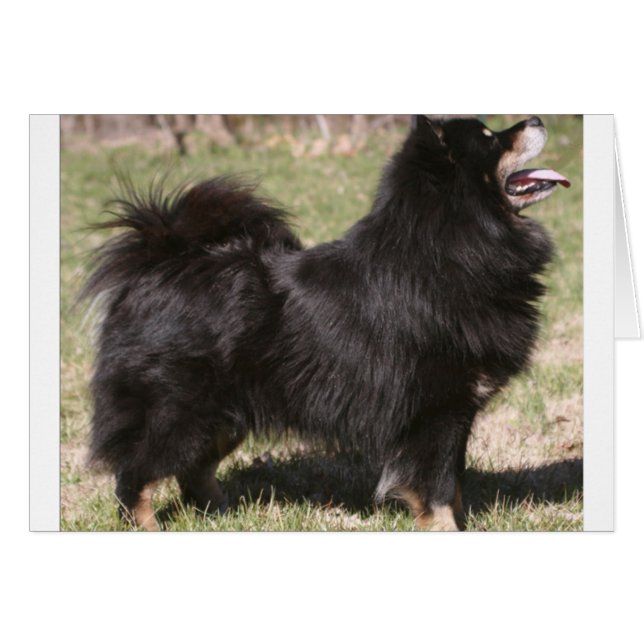 フィンランドのlapphund full.png (正面横)