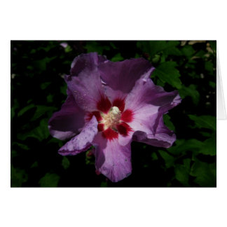フィンランドヒヴァーナシンタミアンペーヴァーナパープルの花