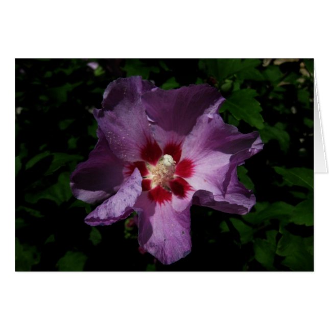 フィンランドヒヴァーナシンタミアンペーヴァーナパープルの花 (正面横)