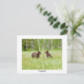 フィンランドベア自然はがき ポストカード (スタンド正面)