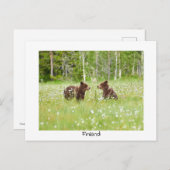 フィンランドベア自然はがき ポストカード (正面/裏面)