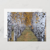 フィンランド樺の木フォレスト ポストカード (正面/裏面)