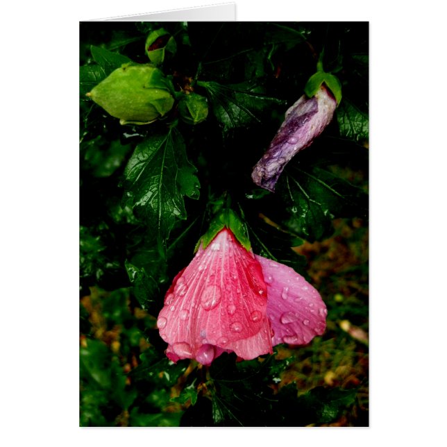 フィンランドHyvääのSyntymäpäivää雨滴 (正面)