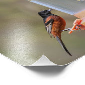 フィーダーでオーチャードオリオール男性 フォトプリント            (角)