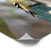 フィーダーで金髪のフィンチ ポスター (角)