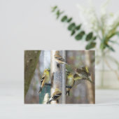 フィーダーで金髪のフィンチ ポストカード (スタンド正面)