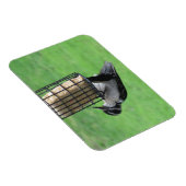 フィーダーマグネット上のダウンしたウッドペッカー マグネット (右側)