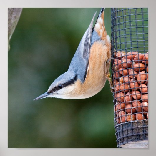 フィーダー上の縫合 ポスター (正面)
