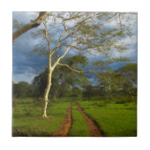 フィーバーツリー（アカシア·キサントフロエア）バイダートラック タイル (正面)