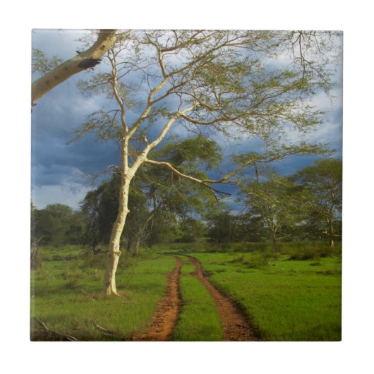 フィーバーツリー(アカシア·キサントフロエア)バイダートラック タイル (正面)