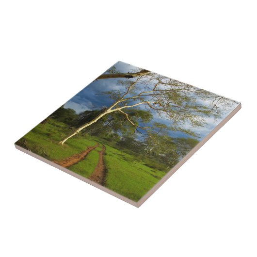 フィーバーツリー（アカシア·キサントフロエア）バイダートラック タイル (側面)