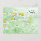 フィールドかわいらしデイジー ポストカード (正面)