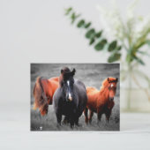 フィールドでの馬の部分的なカラー写真 シーズンポストカード (スタンド正面)