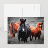 フィールドでの馬の部分的なカラー写真 シーズンポストカード (正面/裏面)