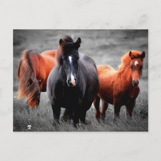フィールドでの馬の部分的なカラー写真 シーズンポストカード (正面)