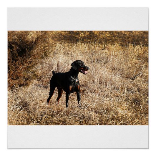 フィールドにフル ポスター (正面)