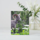 フィールドにラム ポストカード (スタンド正面)