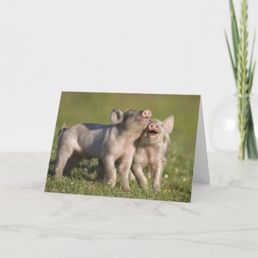 フィールドに白い遊子豚の二つ カード (正面)