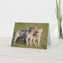 フィールドに白い遊子豚の二つ カード