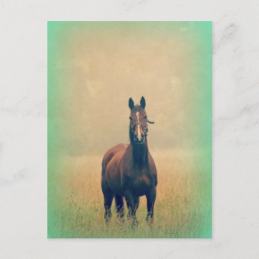 フィールドに立つベイホース ポストカード (正面)