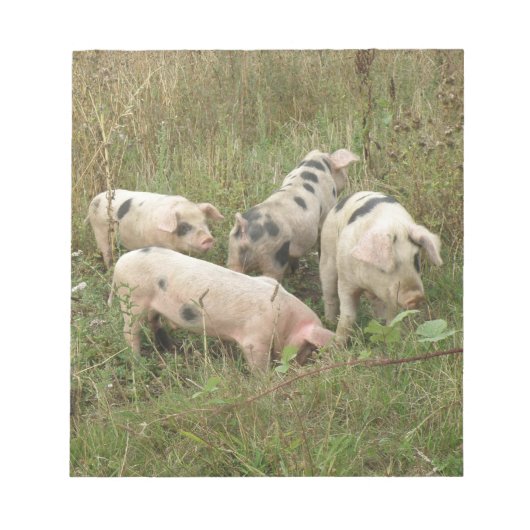 フィールドのメモ帳の豚 ノートパッド (正面)