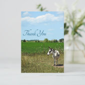 フィールドのロバ サンキューカード (スタンド正面)